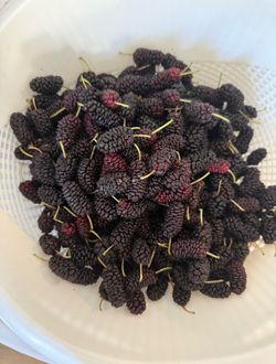 Fresh Mulberries