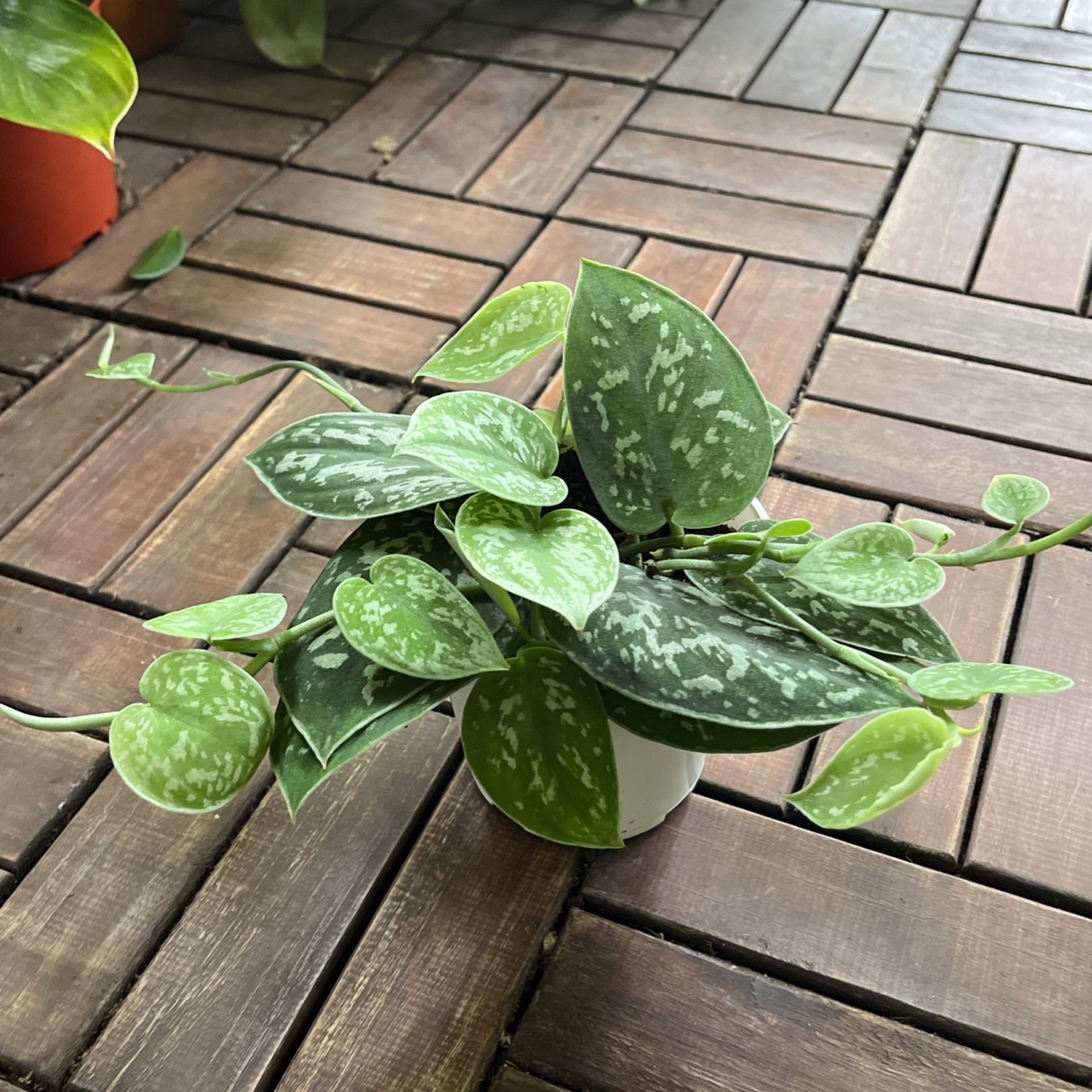 Satin Pothos Plant- Scindapsus Pictus Argyraeus
