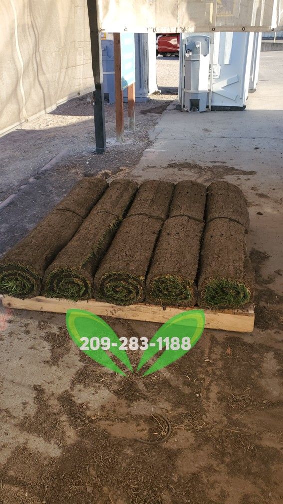 Best QUALITY Sod