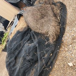 Free Hay
