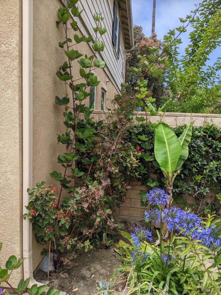Black Berry Plants