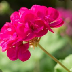 Free Geranium Curtings