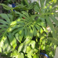 MONSTERA DELICIOSA ☘️🌵 