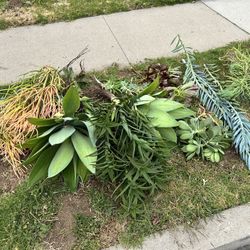 Free Plants - Succulents 