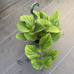 Monstera 🇵🇪 on a 6 inch hanging basket
