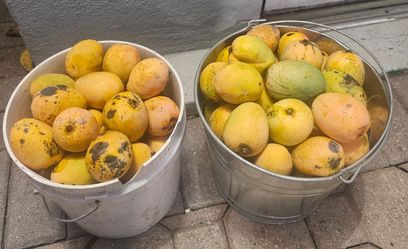 $25 per bucket of 40 mangoes