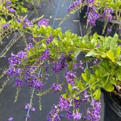 💜 Plant: Duranta Purple