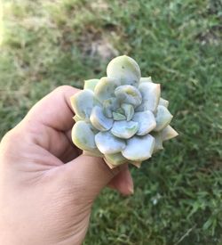 Rare succulent