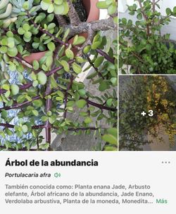 Árbol De Abundancia, Jade $30 Precio Fijo