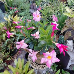 Mandeville Flowering vine landscape plant
