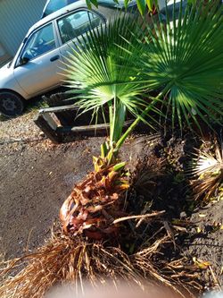 Palm Tree For Sale