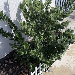 Boxwood Plant 