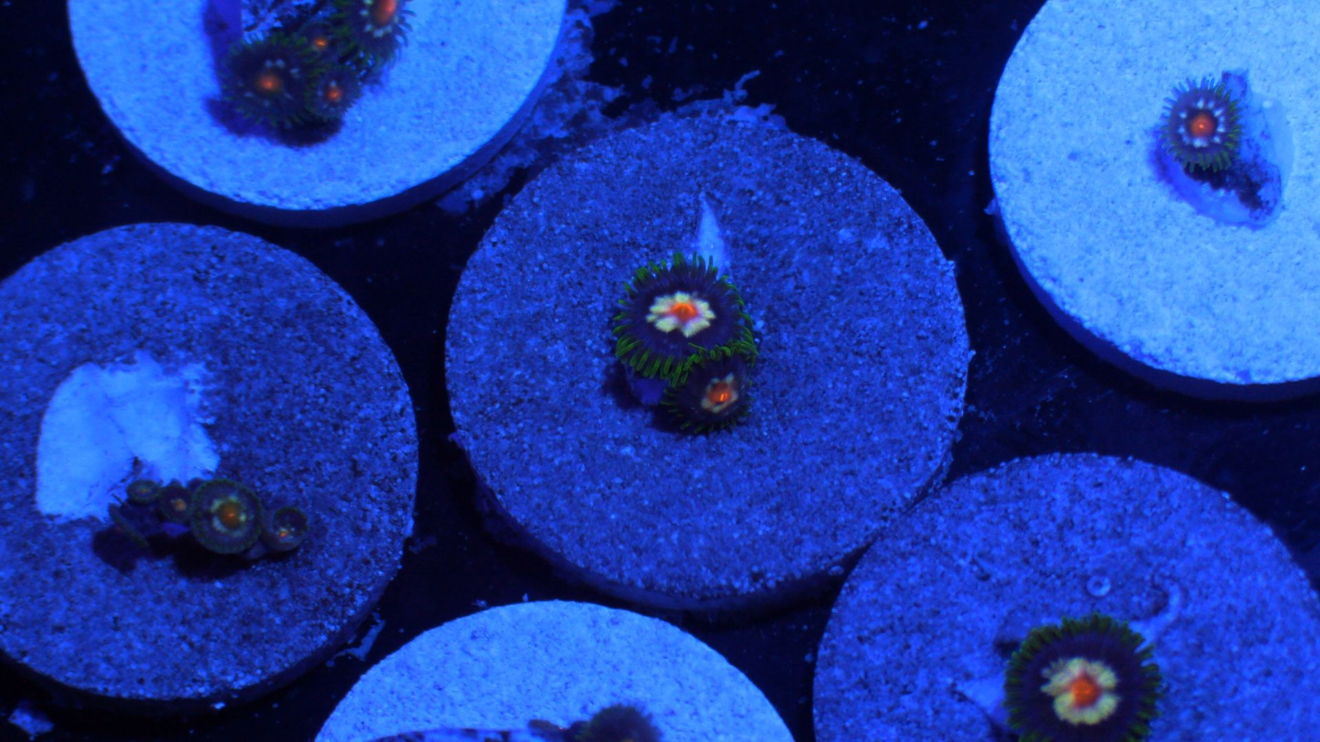 Daisy Cutter Zoa Coral Decoration Zoanthid