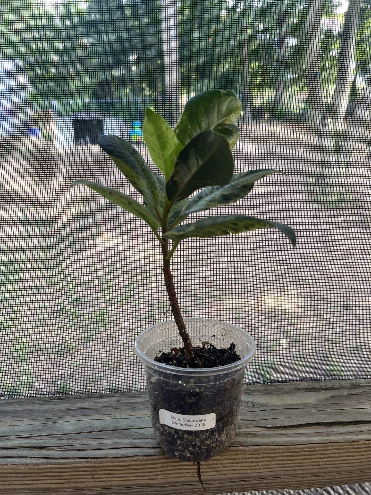 Ficus Shivereana Moonshine Plant