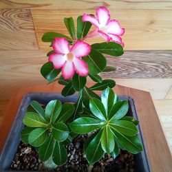 Desert Rose Pink Bloom