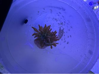 Fake rainbow bubble tip anemone