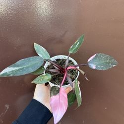 4” Pink Princess Philodendron