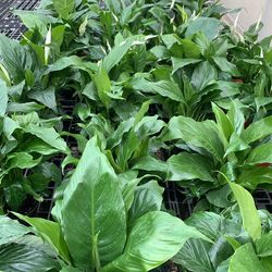 Peace Lily