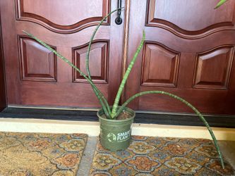 Cylindrical Snake Plant - Sansiviera Spikes