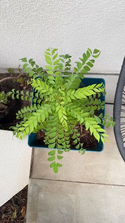 Healthy Organic Curry Leaf Plant (Kadi Patta) with Planter Pot