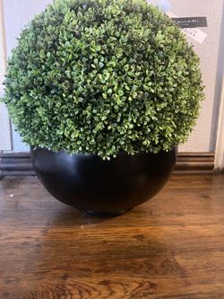 Boxwood Wintergreen