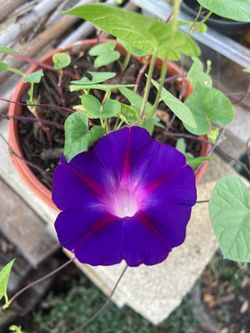 Morning Glory - Grandpa Ott’