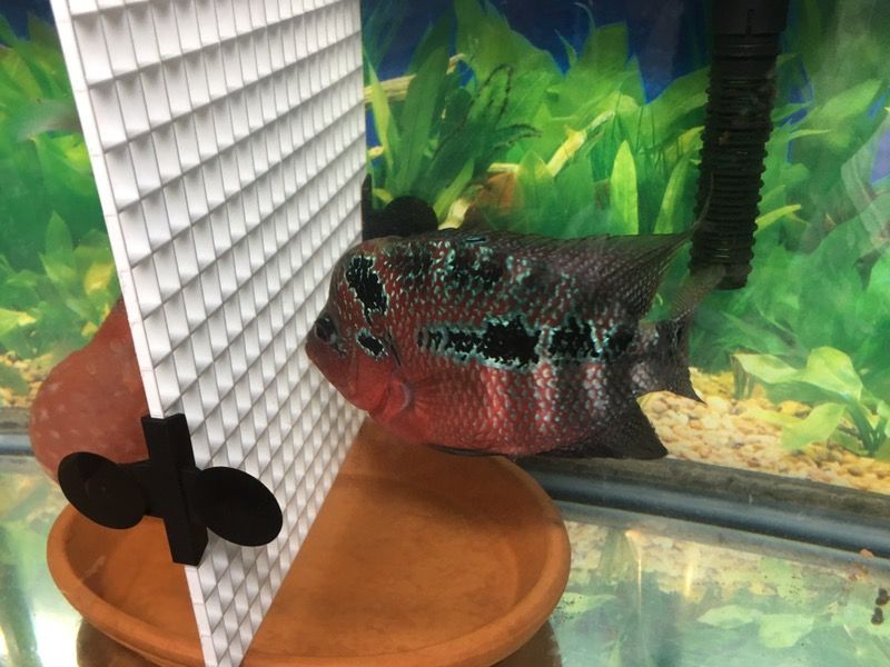 Clay pot kok female flowerhorn ~6" cichlid egg layer