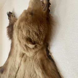 Alaskan Grizzly 