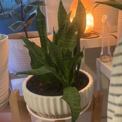Snake Plant