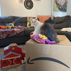 MYSTERY 📦 BOX! 👏 Kids Toy, Clothes * Cats Not Included. PPU MOUNTLAKE TERRACE
