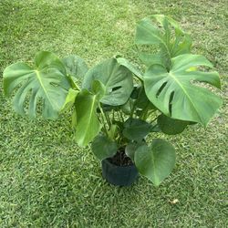 MONSTERA DELICIOSA/ SWISS CHEESE PLANT ( 3 gallon pot )