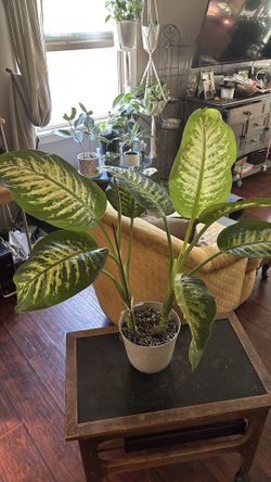 Dieffenbachia /Dumb Cane