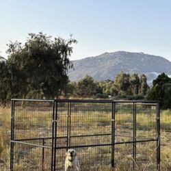 Dog Kennel