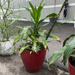 Plants 