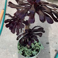 Black Purple Succulent
