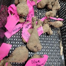 Dahlia Tubers $5