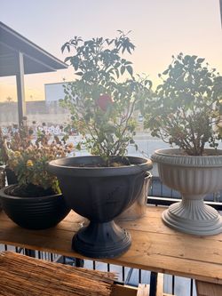 Rose Bushes in Planters