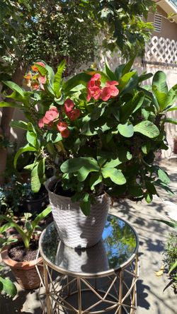 Crown of thorns plant