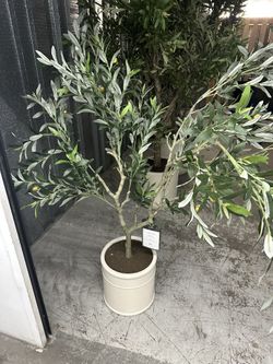 Costco Olive Tree