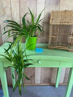 Very Large Spider Plant With Lots And Lots Of Babies Comes In Beautiful Green Ceramic Flower Pot Planter