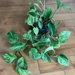 Pothos Plant 