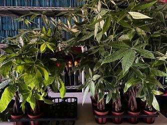 Money trees 15$ each