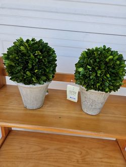 Boxwood ball in pot