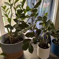 Two “ZZ” Indoor potted plants