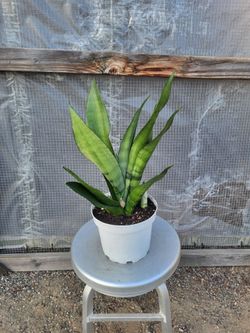 Moonshine Snake Plant 8" Nursery Pot