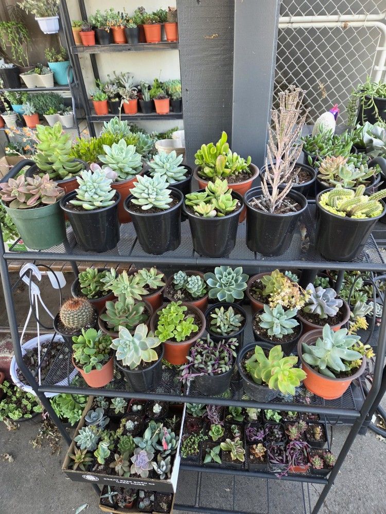 Succulents