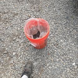 Nails Duplex 8 D 50 Lbs