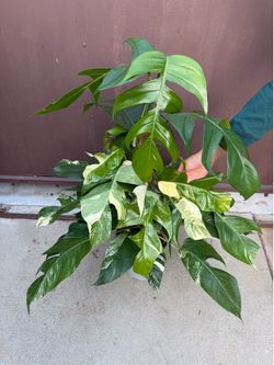 9” huge Epipremnum albo w/4 plants