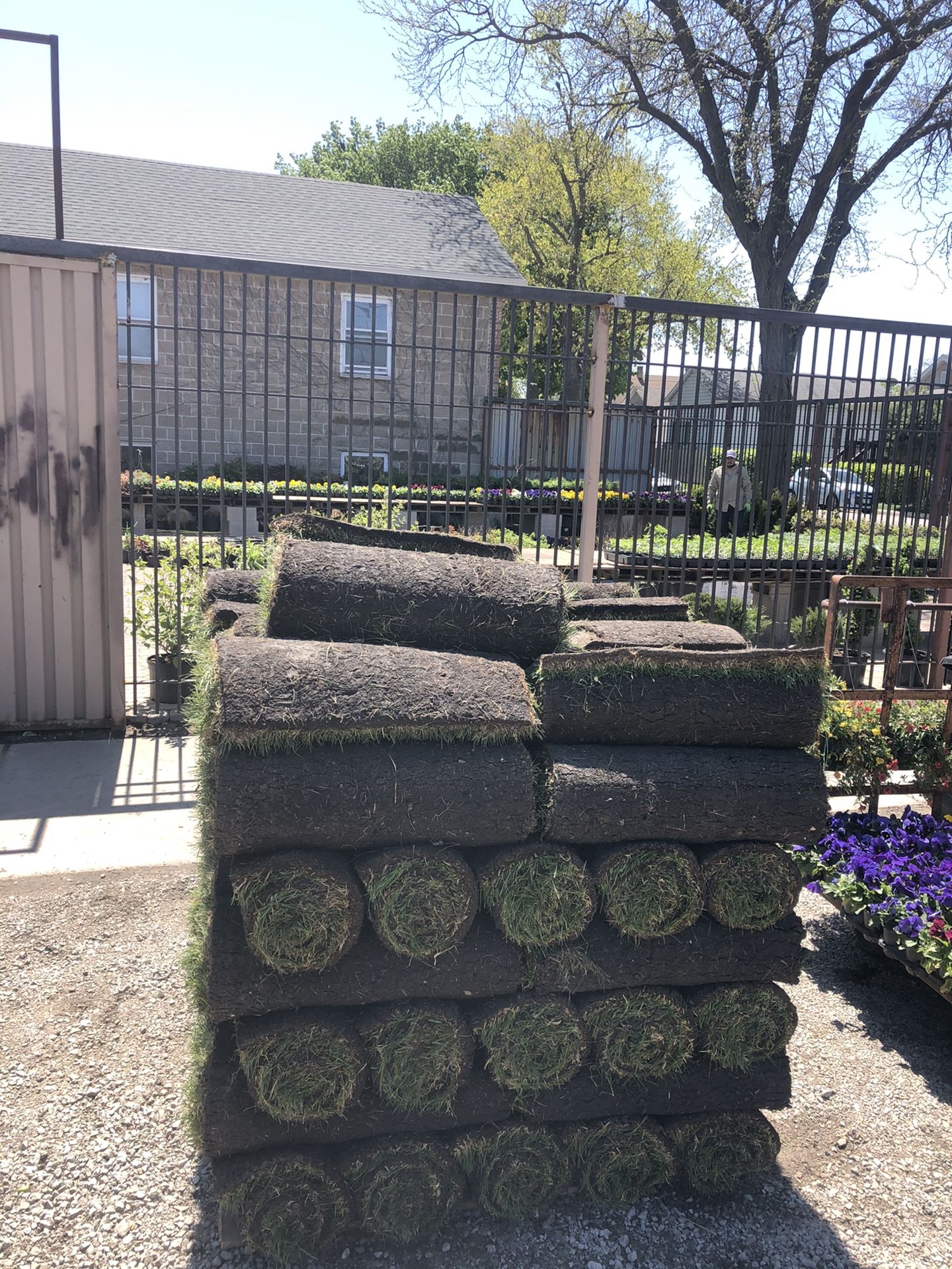 Kentucky Blue Grass - Fresh Sod
