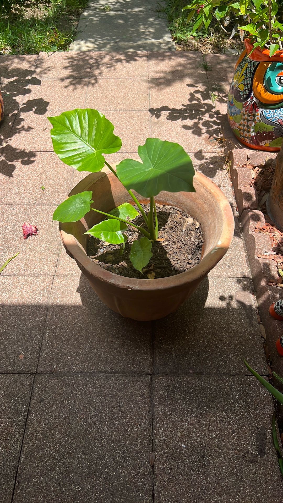 Plants